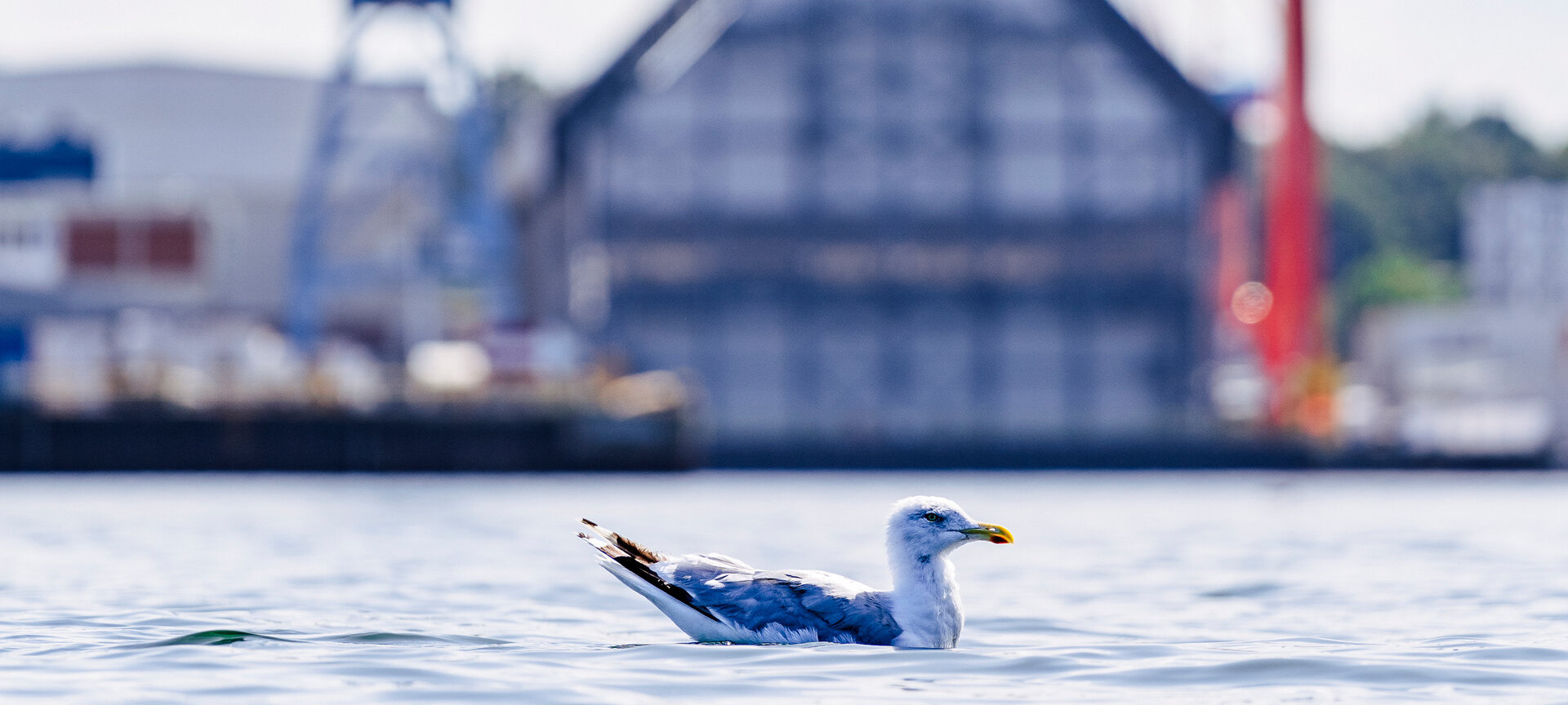 Seagull swimming on Kiel Fjord with maritime museum in the background